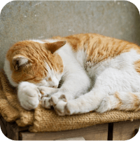 写真：神社。大きな岩とおみくじが写っています