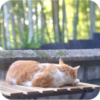 写真：木のお皿においしそうなサンドイッチがのっています