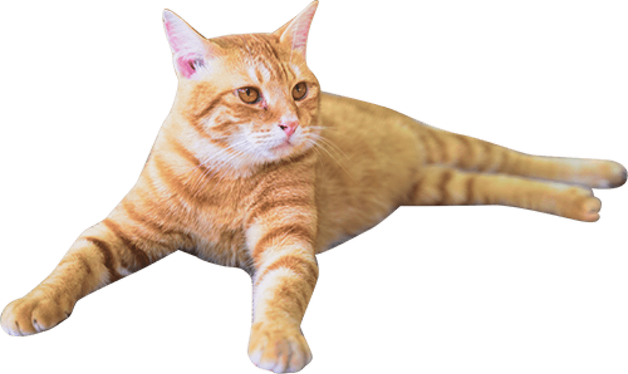 装飾：横になっている猫