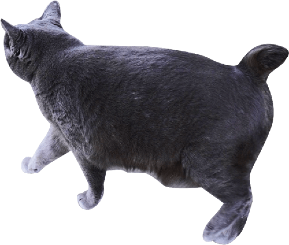 装飾：後ろを向いて歩いている黒猫